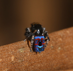 Maratus mungaich