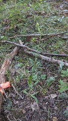 Liatris scariosa scariosa