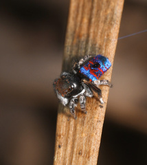 Maratus mungaich