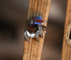 Maratus mungaich