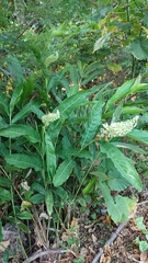 Alpinia galanga