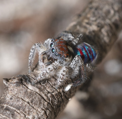 Maratus speciosus