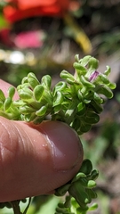 Liatris scariosa scariosa