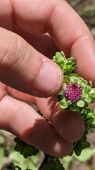 Liatris scariosa scariosa