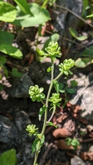 Liatris scariosa scariosa