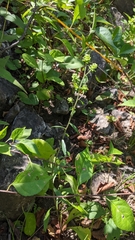 Liatris scariosa scariosa