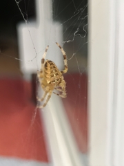 Araneus diadematus