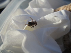 Intruda signata