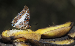 Charaxes brutus