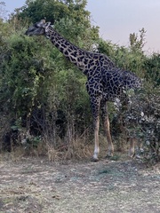 Giraffa camelopardalis thornicrofti