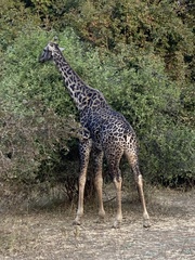 Giraffa camelopardalis thornicrofti