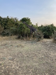 Giraffa camelopardalis thornicrofti