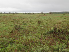 Kniphofia leucocephala