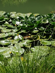 Nuphar lutea