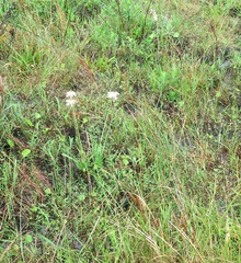 Kniphofia leucocephala