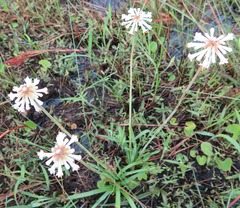Kniphofia leucocephala
