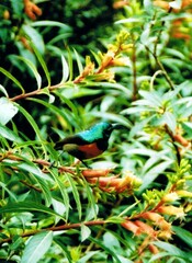 Cinnyris chloropygius