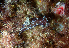 Plocamopherus