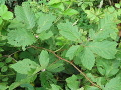 Neolasioptera farinosa