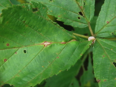 Neolasioptera farinosa