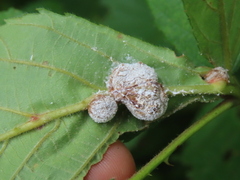 Neolasioptera farinosa