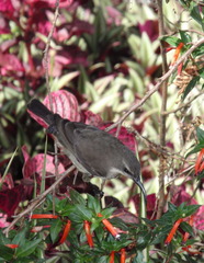 Nectarinia kilimensis