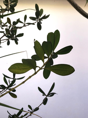 Diospyros diversifolia