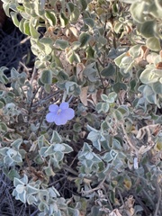 Barleria heterotricha