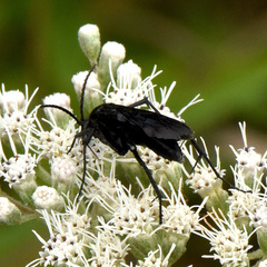 Paracyphononyx funereus