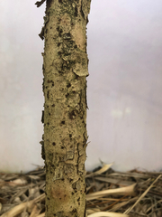 Diospyros diversifolia