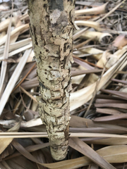 Diospyros diversifolia