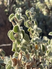 Barleria heterotricha
