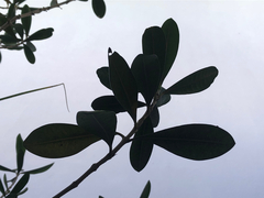 Diospyros diversifolia