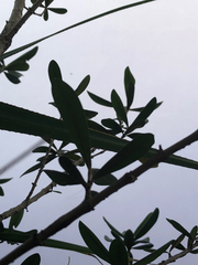 Diospyros diversifolia