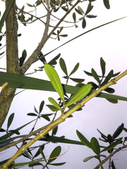 Diospyros diversifolia