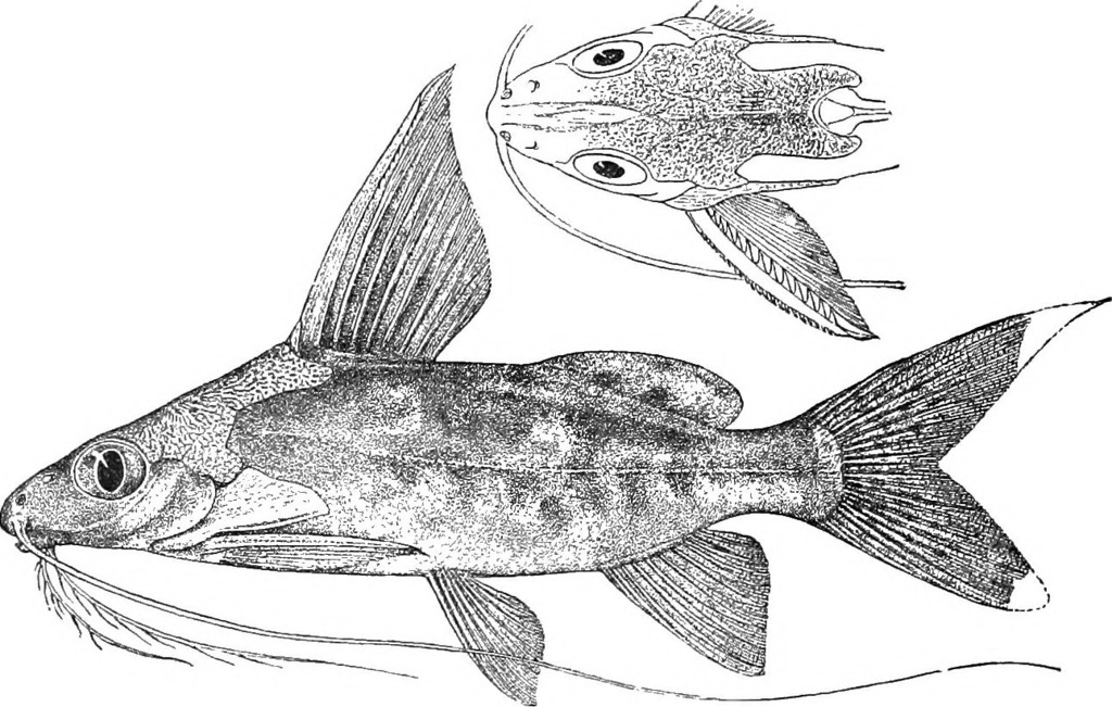 Synodontis alberti