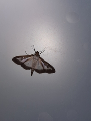 Cydalima perspectalis