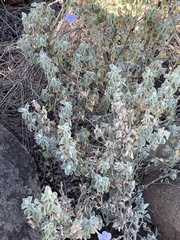 Barleria heterotricha