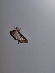 Cydalima perspectalis