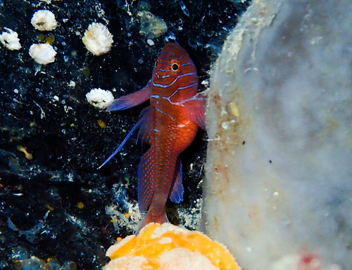 Nekband-koraalgrondel (Priolepis nuchifasciata) — Gobiidae — 3