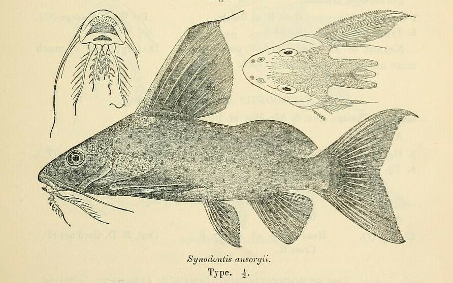 Synodontis ansorgii