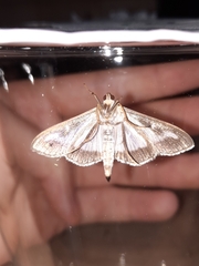 Cydalima perspectalis