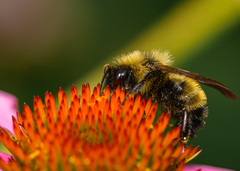Bombus citrinus