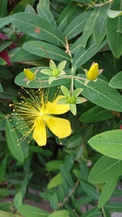 Hypericum monogynum