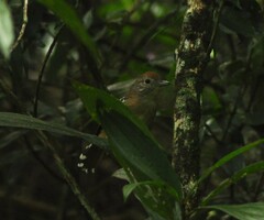 Thamnophilus ambiguus