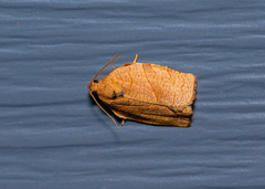 Choristoneura rosaceana