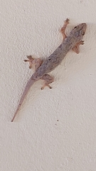 Hemidactylus mercatorius