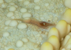 Zenopontonia soror