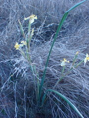 Moraea pallida