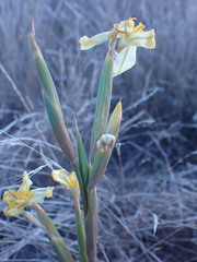 Moraea pallida